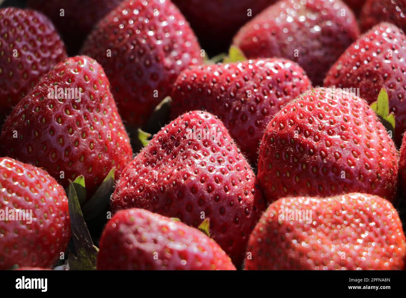 Fragola...il frutto è di colore rosso brillante, consistenza succosa e dolcezza. Foto Stock