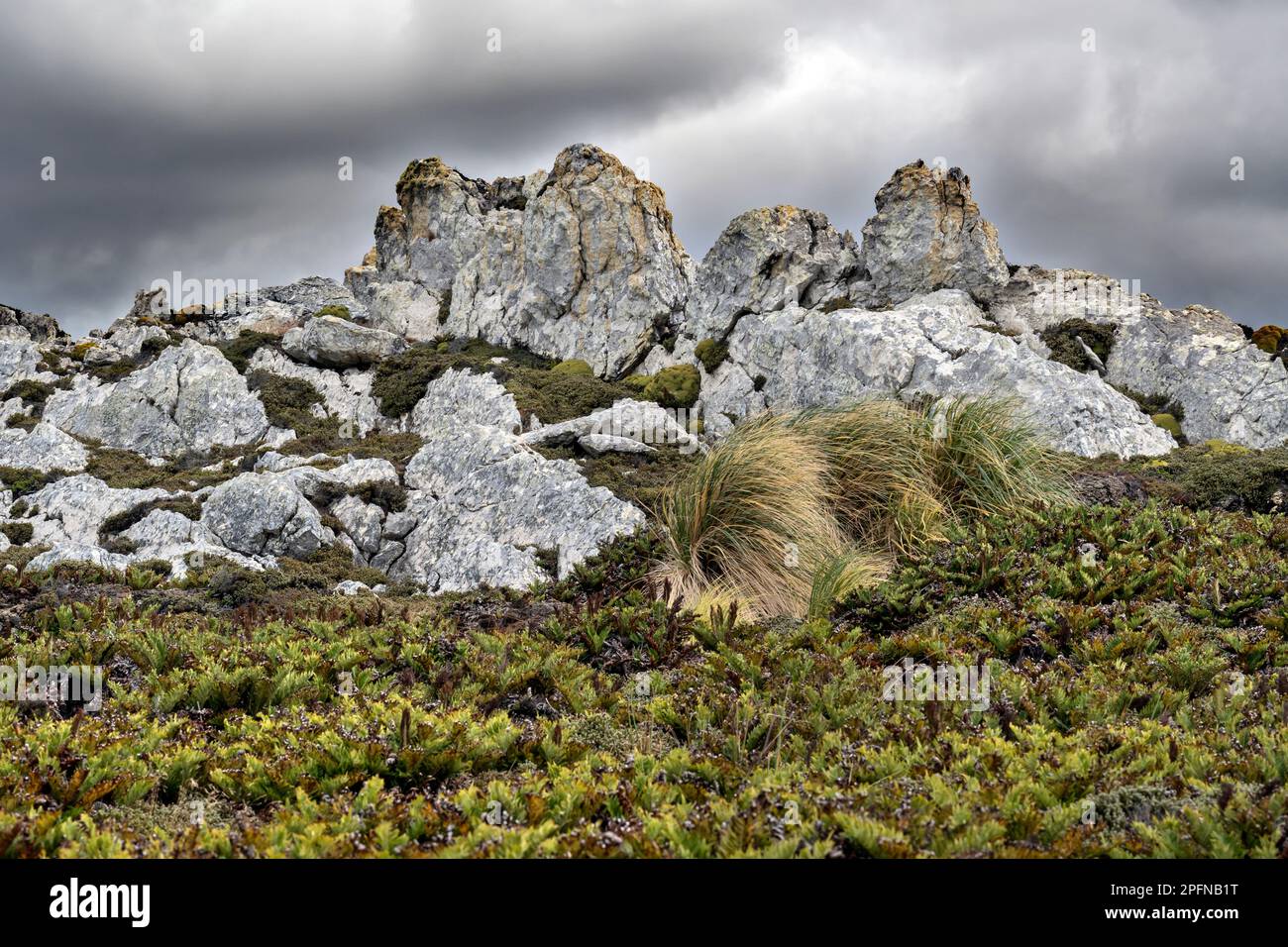 Isole Falkland, isola di carcassa. Vegetazione rocciosa Foto Stock
