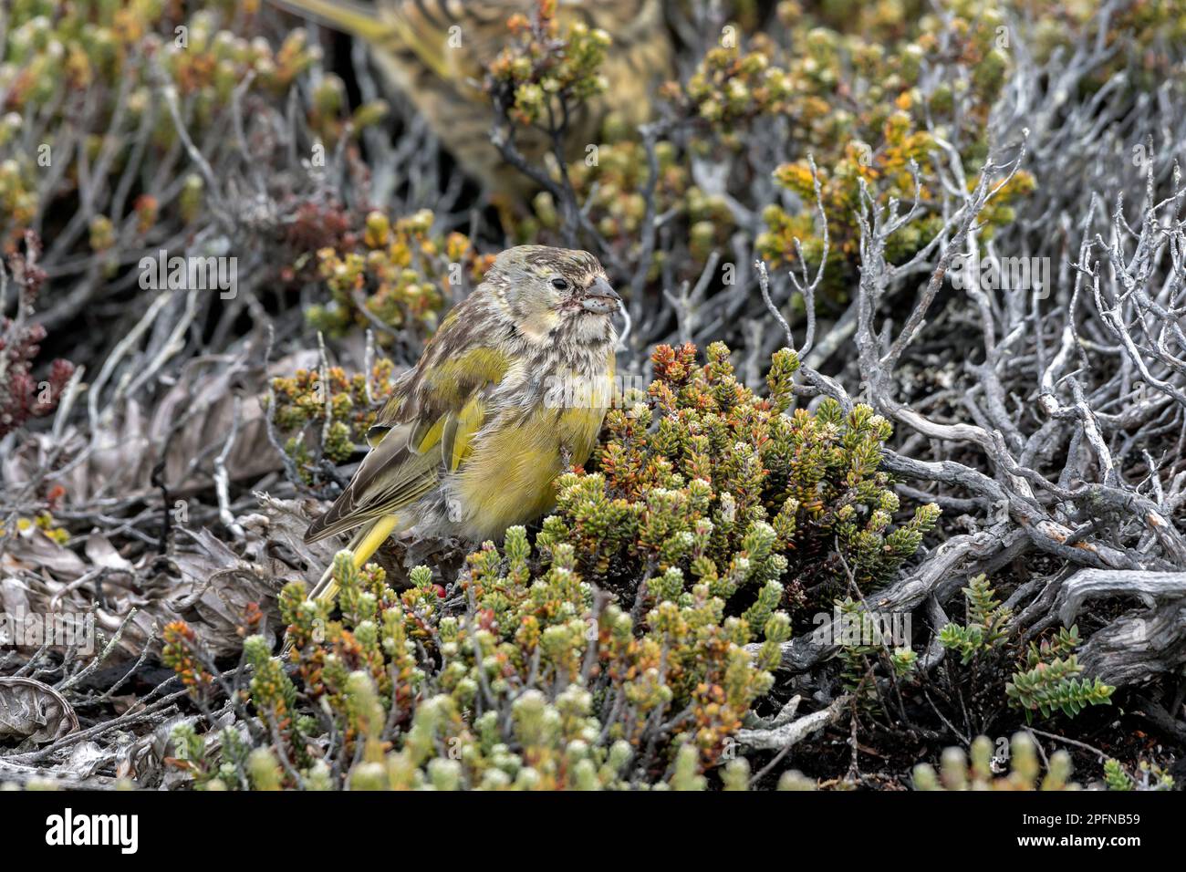 Isole Falkland, isola di carcassa. Finch con briding bianco (Melanodera melanodera) Foto Stock