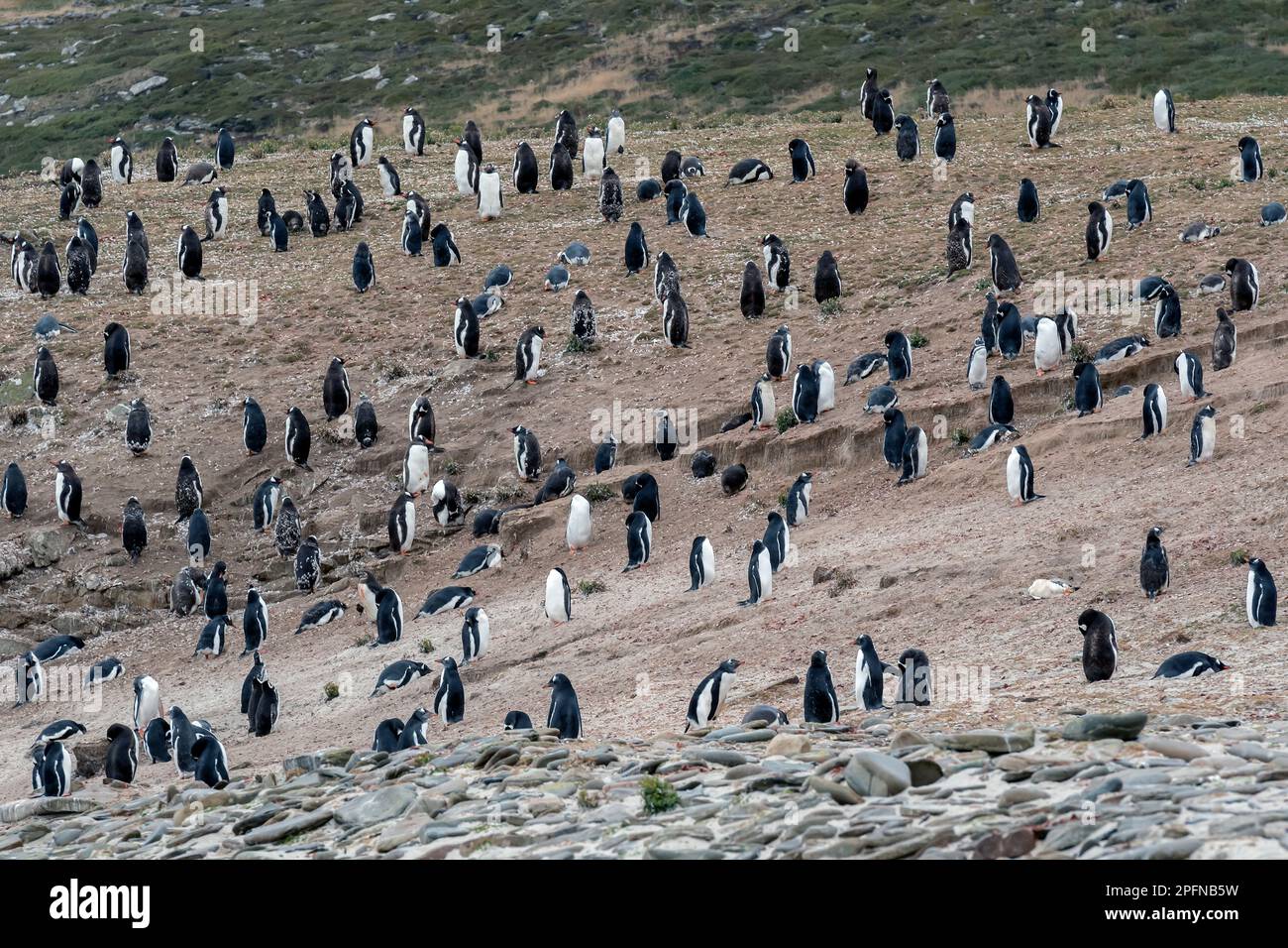 Isole Falkland, isola di carcassa. Pinguini Gentoo (Pygoscelis papua) Foto Stock