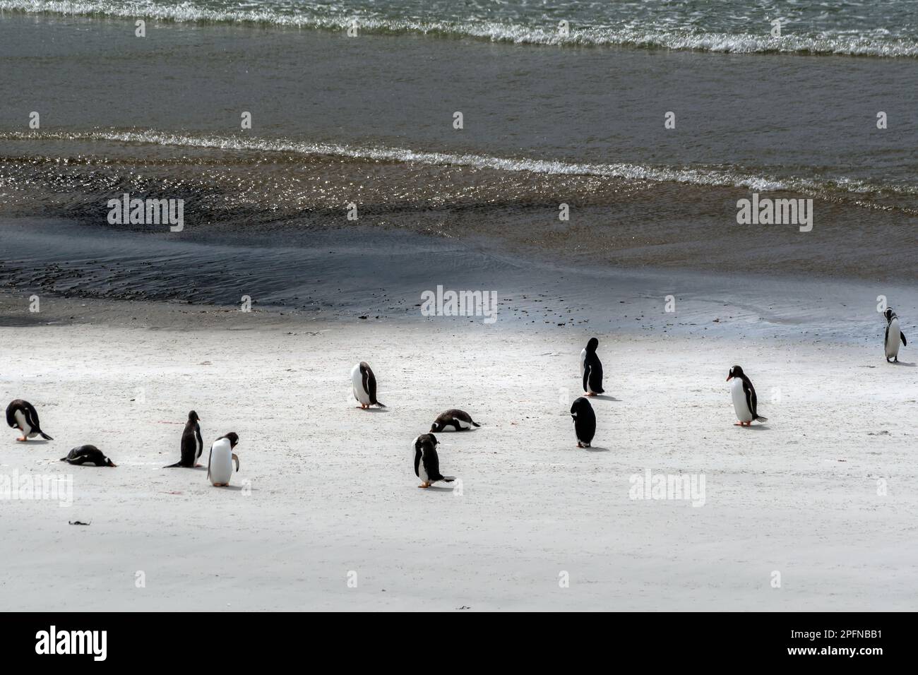 Isole Falkland, isola di Saunders. Pinguini Gentoo (Pygoscelis papua). Pinguino magellanico (Spheniscus magellanicus) Foto Stock