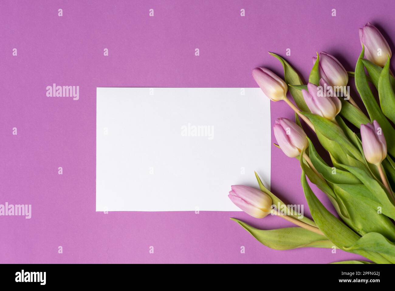Tulipani viola con scheda vuota sulla disposizione di sfondo viola corrispondente vista dall'alto piatto giacitura con spazio di copia Foto Stock