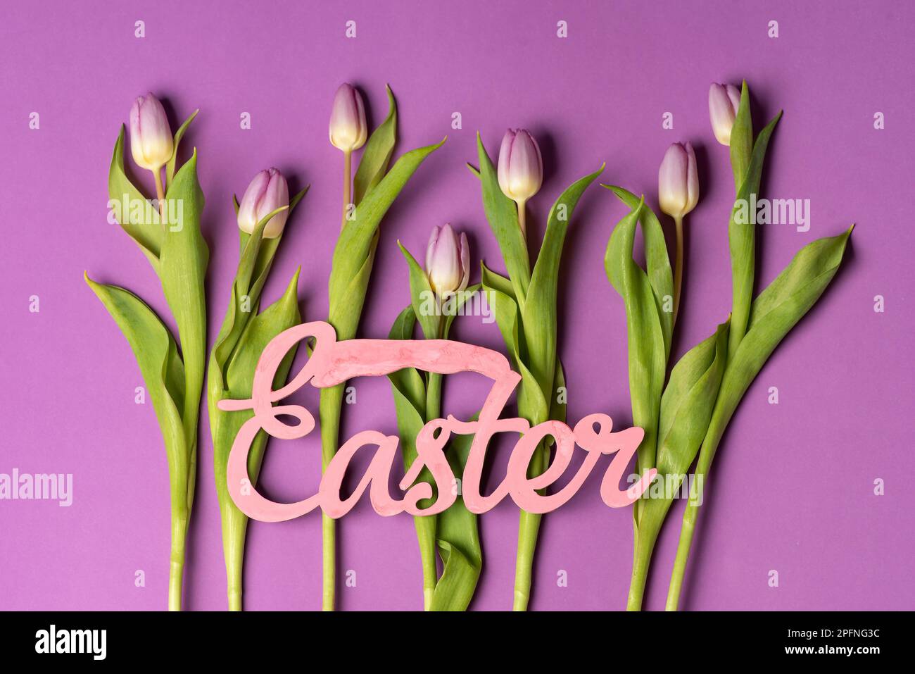 Carta di Pasqua con tulipani viola su abbinamento sfondo viola disposizione top view piatto con spazio copia Foto Stock