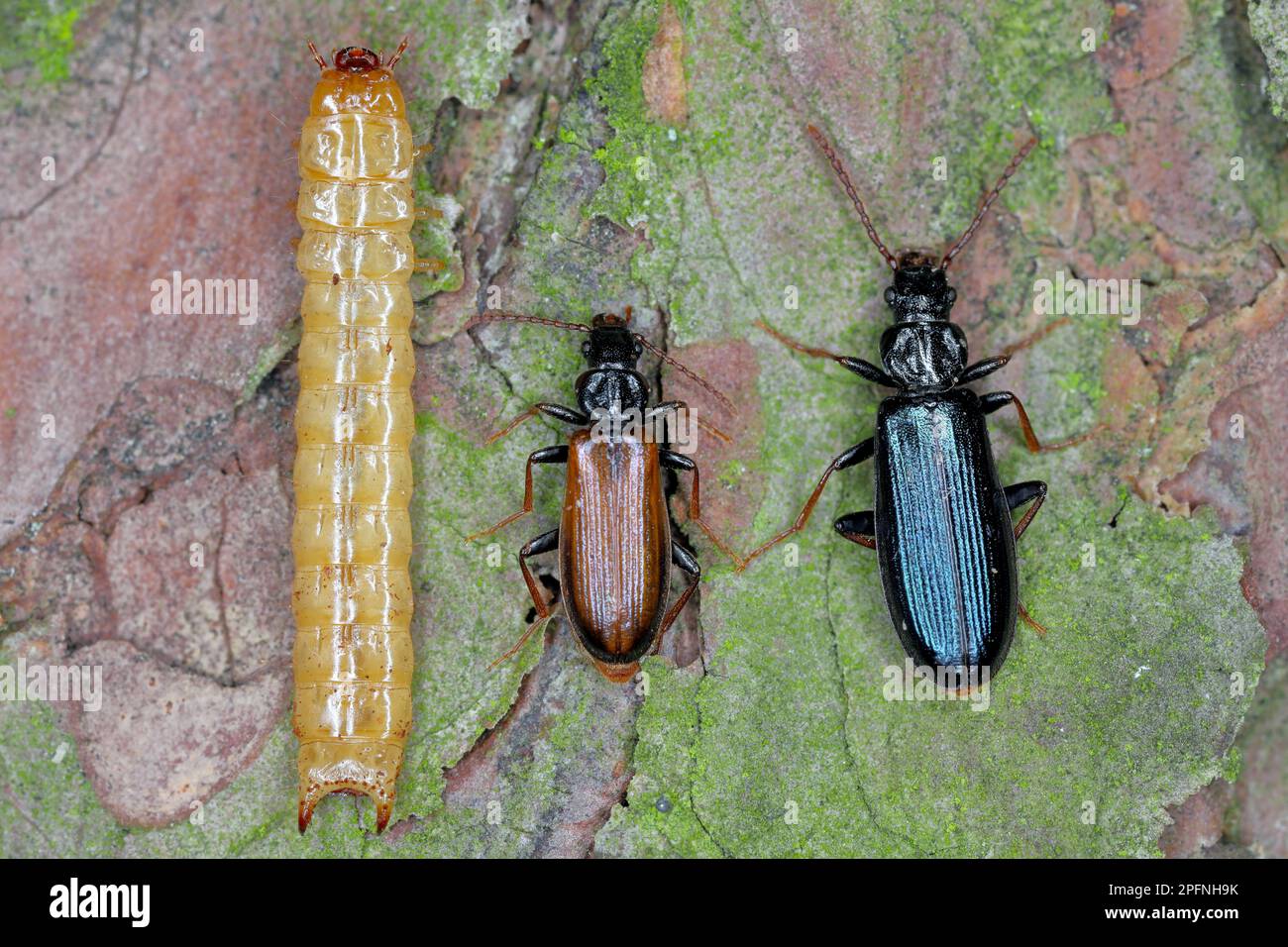 Pytho depressus (famiglia Pythidae) su corteccia di pino. La larva, coleottero forma marrone e tipico - blu. Foto Stock