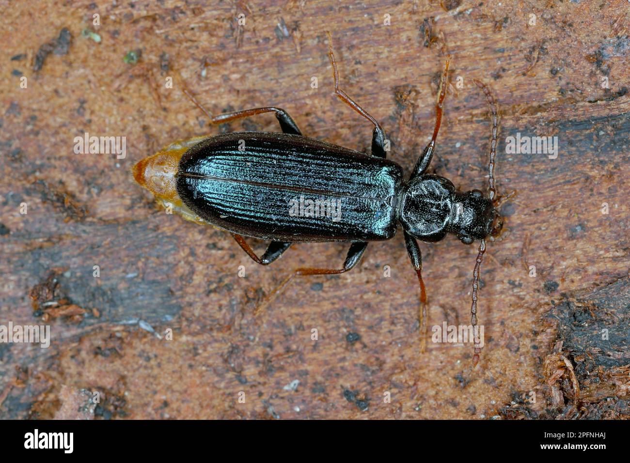 Pytho depressus (famiglia Pythidae) sotto corteccia di pino. Tipica forma blu di scarabeo. Foto Stock