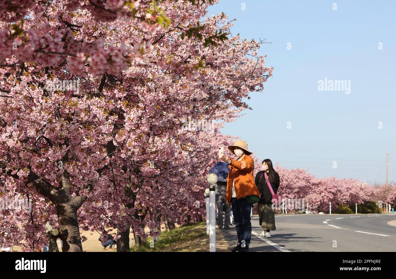Kawazuzakura cherry blossoms in full bloom along Minato River in
