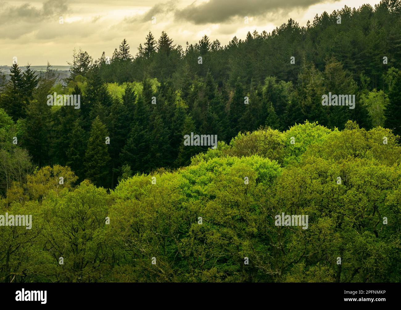 Lussureggianti alberi verdi, strati sfumature di verde Foto Stock