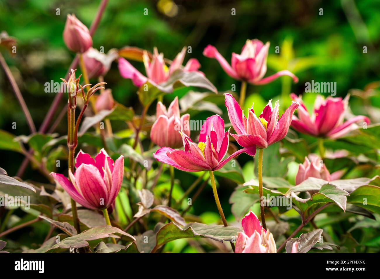 Bella rosa Clematis fiori in primavera Foto Stock