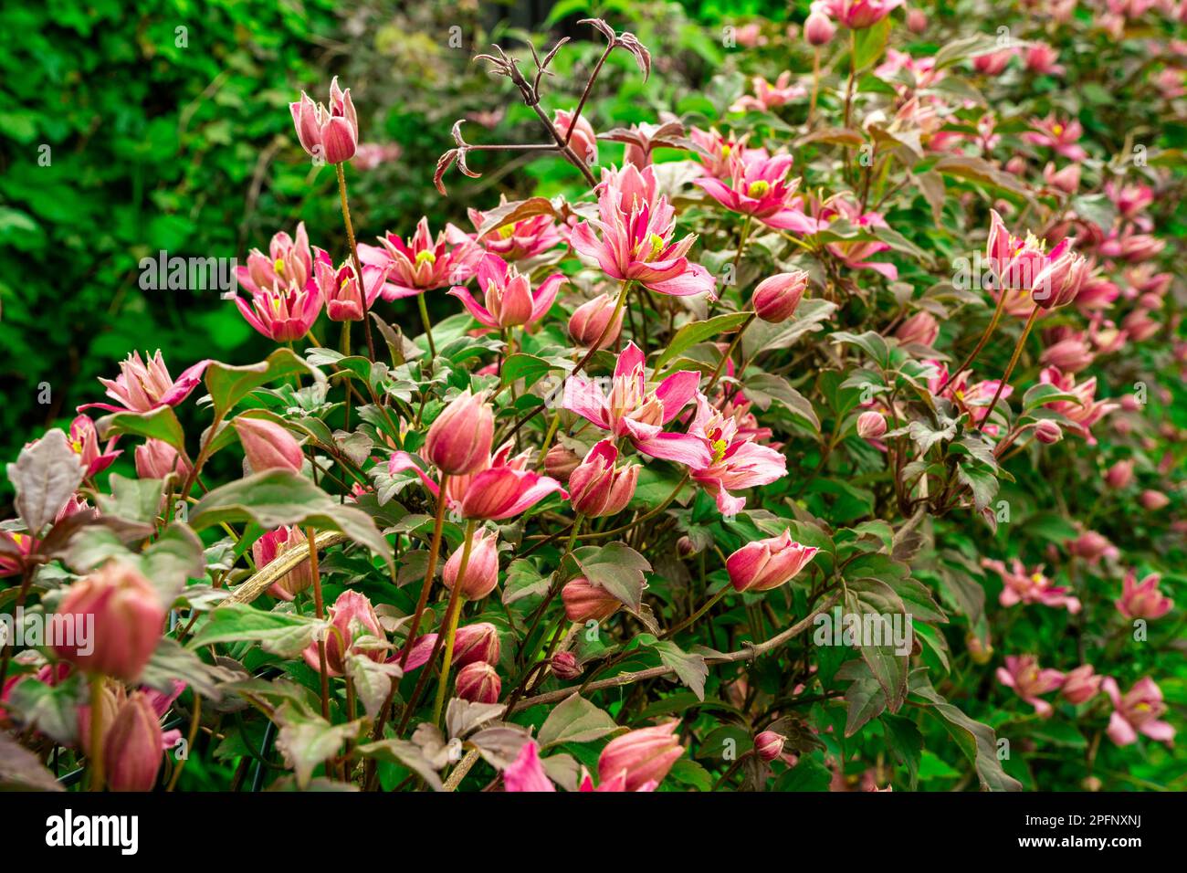 Bella rosa Clematis fiori in primavera, arrampicata su una recinzione. Foto Stock