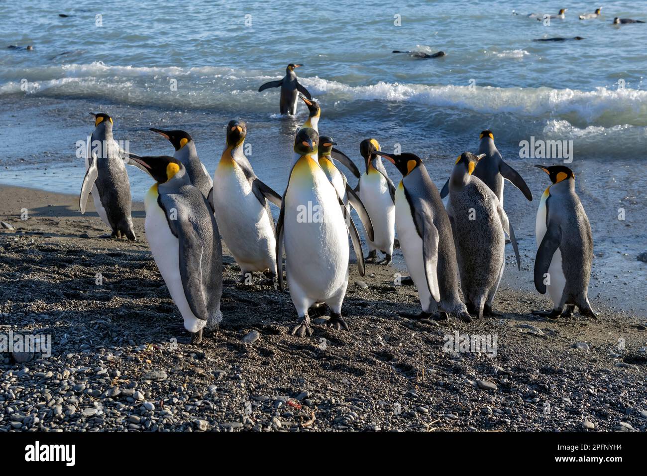 Georgia del Sud, baia di Fortuna. Re Pinguini (Aptenodytes patagonicus) Foto Stock