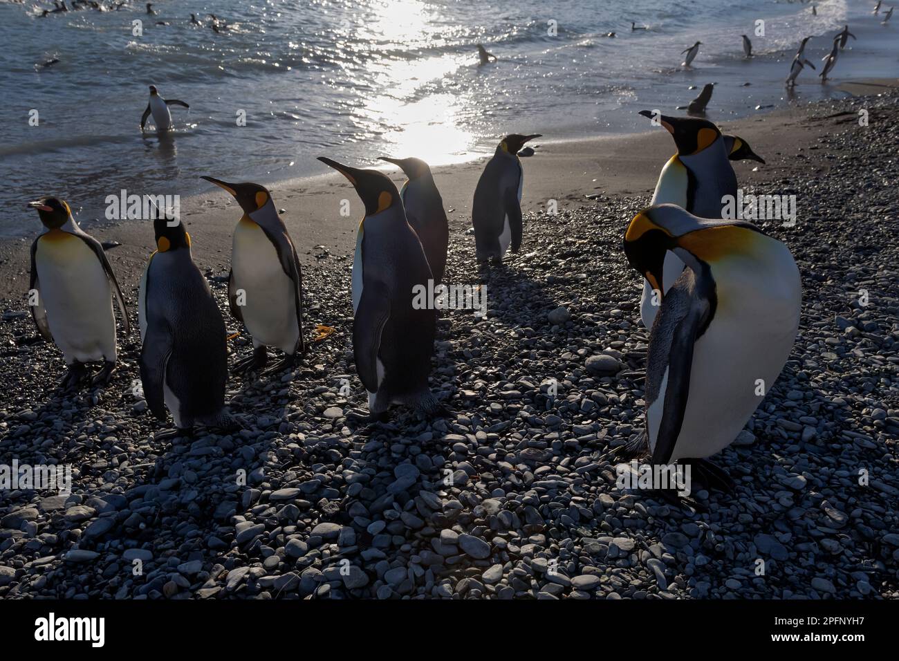 Georgia del Sud, baia di Fortuna. Re Pinguini (Aptenodytes patagonicus) Foto Stock