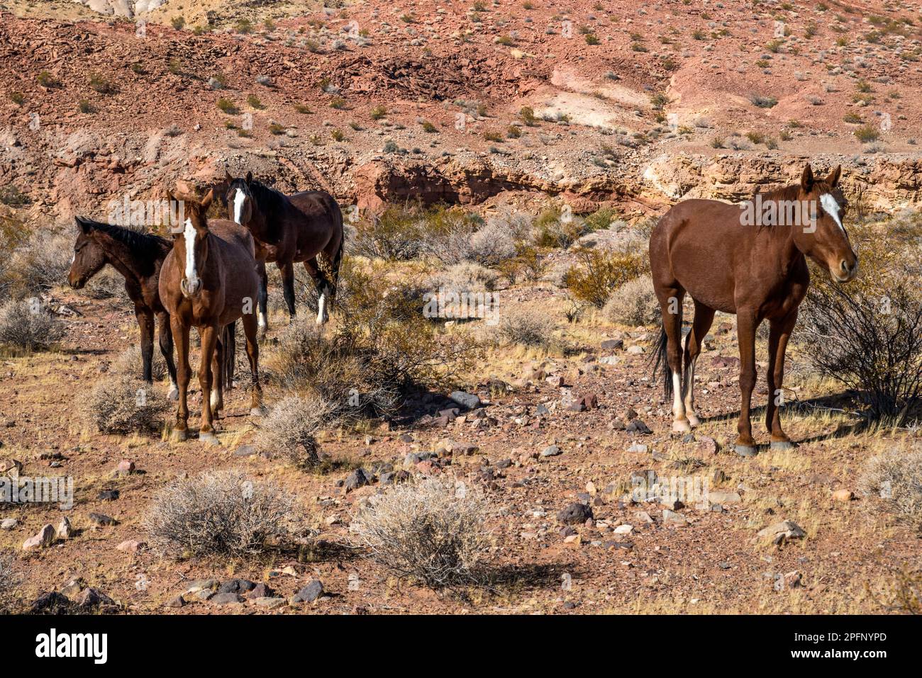 Cavalli selvatici nella Valle di Bitter Spring, vicino alla Lake Mead National Recreation Area, Nevada, USA Foto Stock