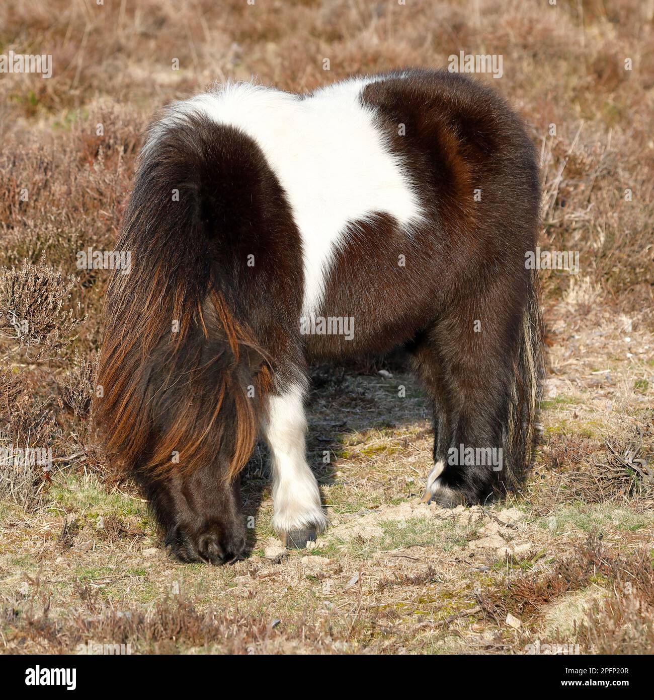 Carino piccolo marrone Shaggy New Forest pony Foal in primo piano con erica sullo sfondo Foto Stock