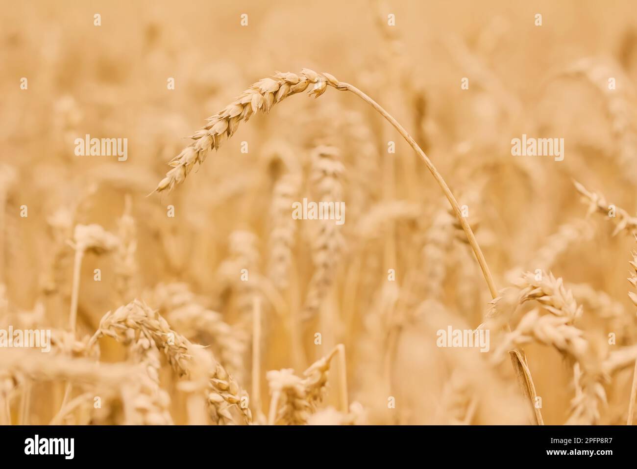 Spighe mature isolate di grano Triticum aestivum in campo di mais prima della raccolta Foto Stock