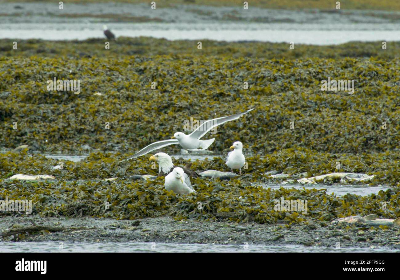 Gabbiani e aquile calve mangiano salmone morto nelle zone umide. Coperto con piante acquatiche. Il Circolo della vita: Salmone e gabbiani nei fiumi dell'Alaska. Estate 2017 Foto Stock