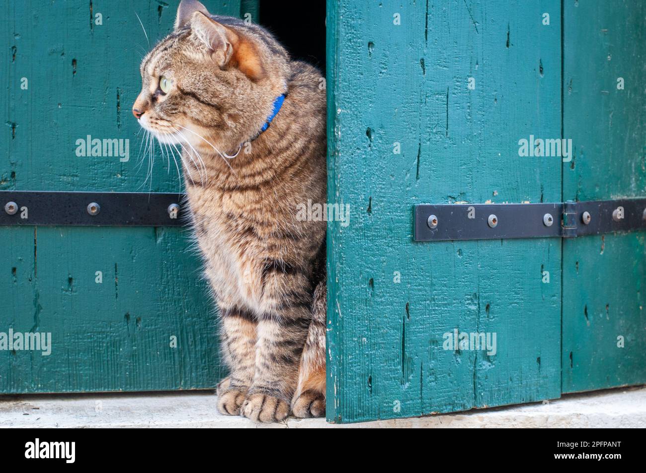 Carino gatto domestico corto dei capelli seduto sul windowsill. Gatti a Venezia. Persiane turchesi verdi. Foto Stock