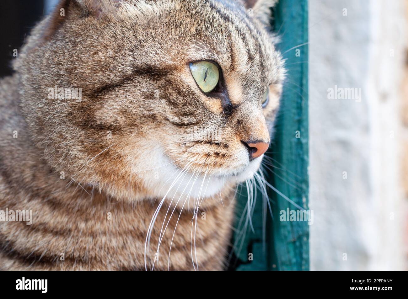 Carino gatto domestico corto dei capelli seduto sul windowsill. Gatti a Venezia. Persiane turchesi verdi. Foto Stock