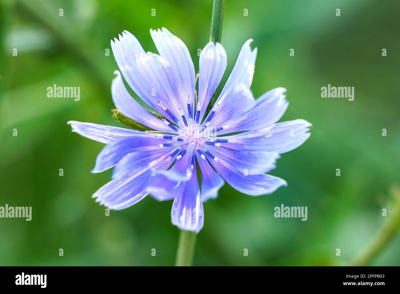 Fiore di cicoria blu. Macro di intybus su uno sfondo verde della natura. Alternativa al caffè. Inulina Foto Stock