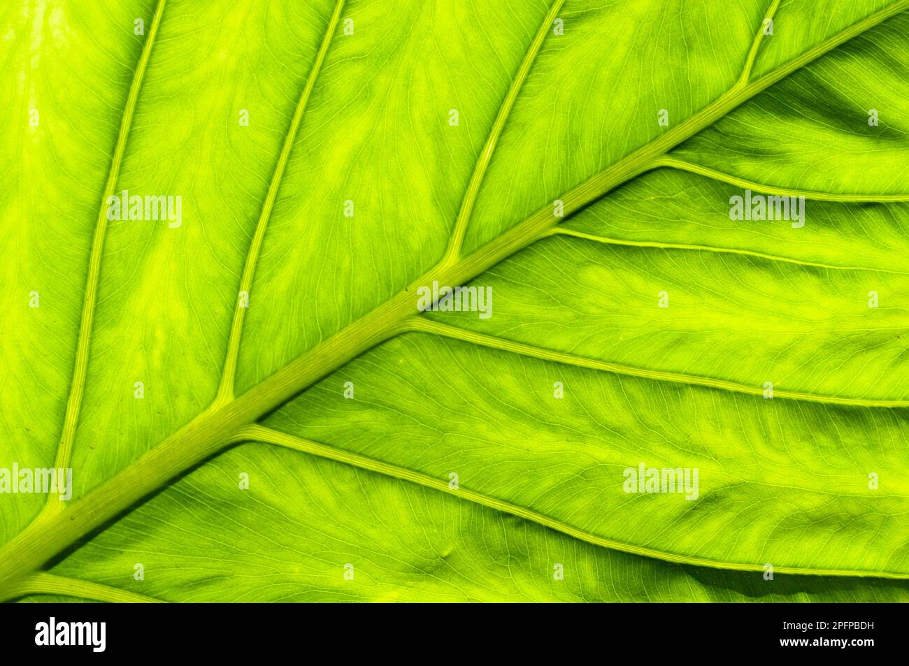 Primo piano verde vibrante di Un'elegante foglia di colomo tropicale in Messico. Sfondo verde pianta Foto Stock