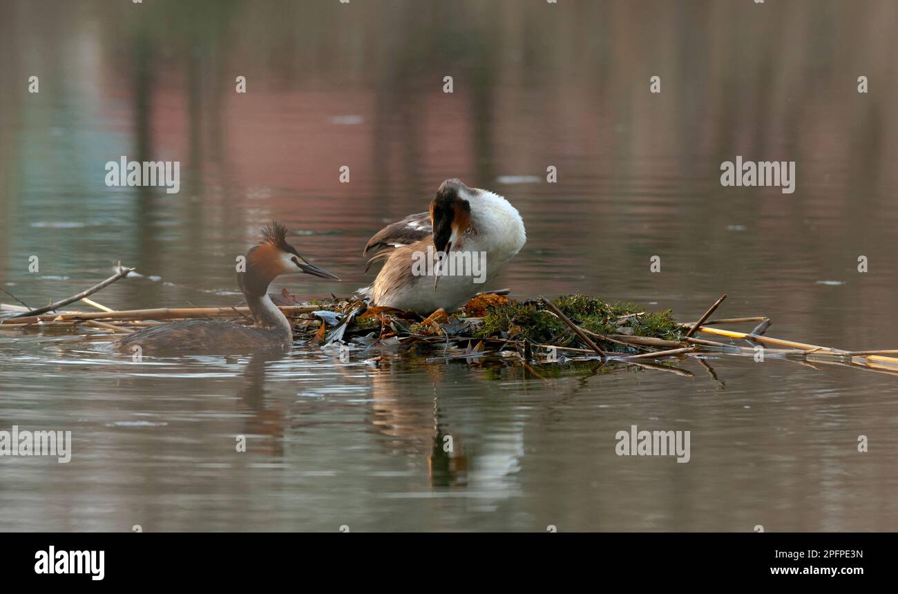 Grebe o grebe grande (lat. Podiceps cristatation) sul nido. Momento di accoppiamento. Europa. Ucraina. Regione di Kharkov. Foto Stock