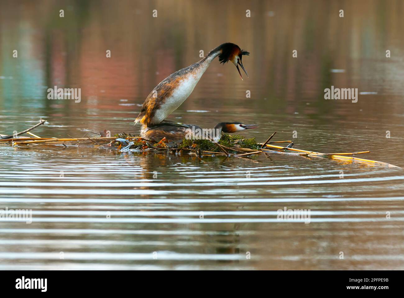 Grebe o grebe grande (lat. Podiceps cristatation) sul nido. Momento di accoppiamento. Europa. Ucraina. Regione di Kharkov. Foto Stock