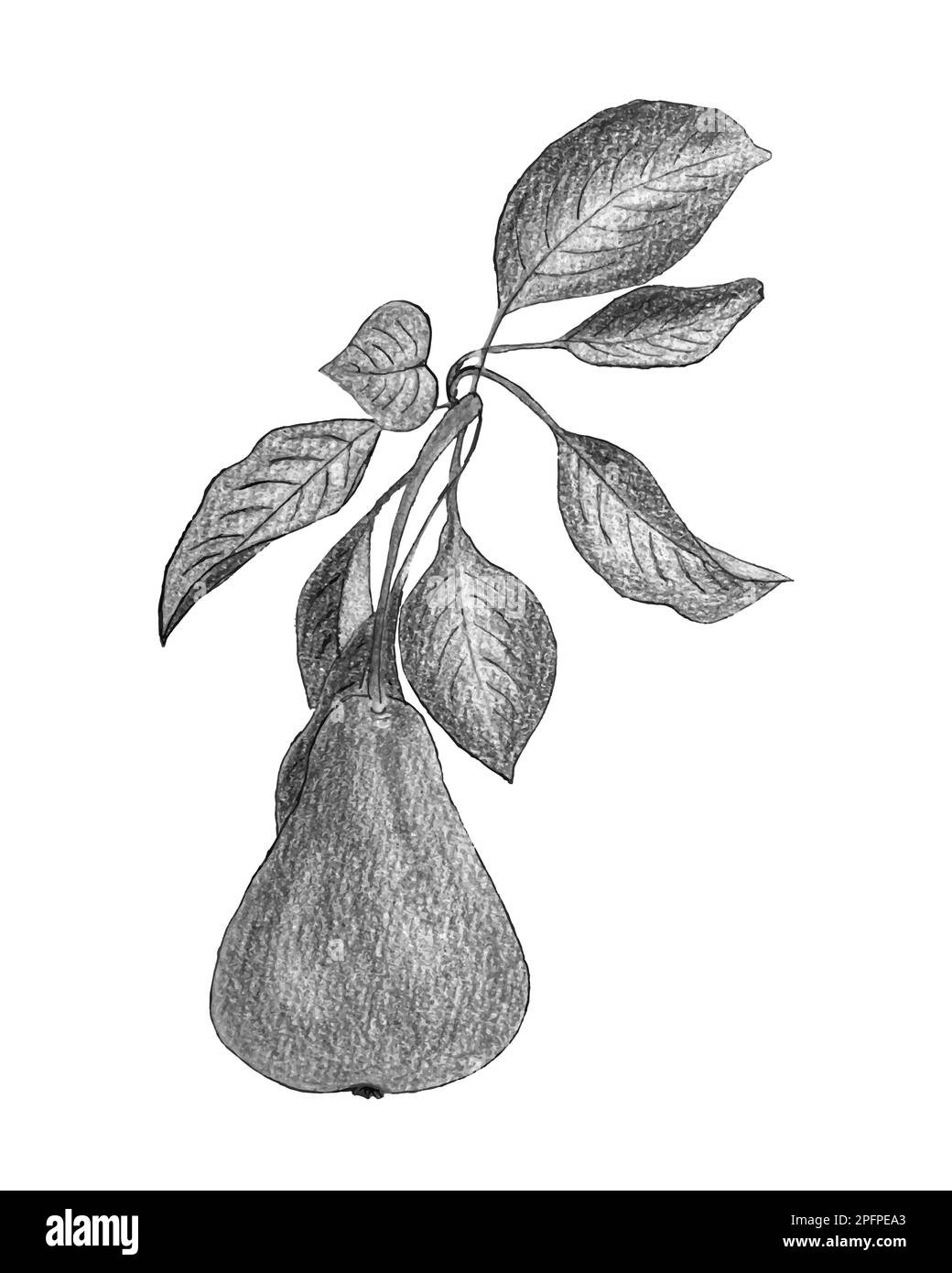 Disegno a matita in acquerello di pera, disegno monocromatico stilizzato. Illustrazione vettoriale Illustrazione Vettoriale