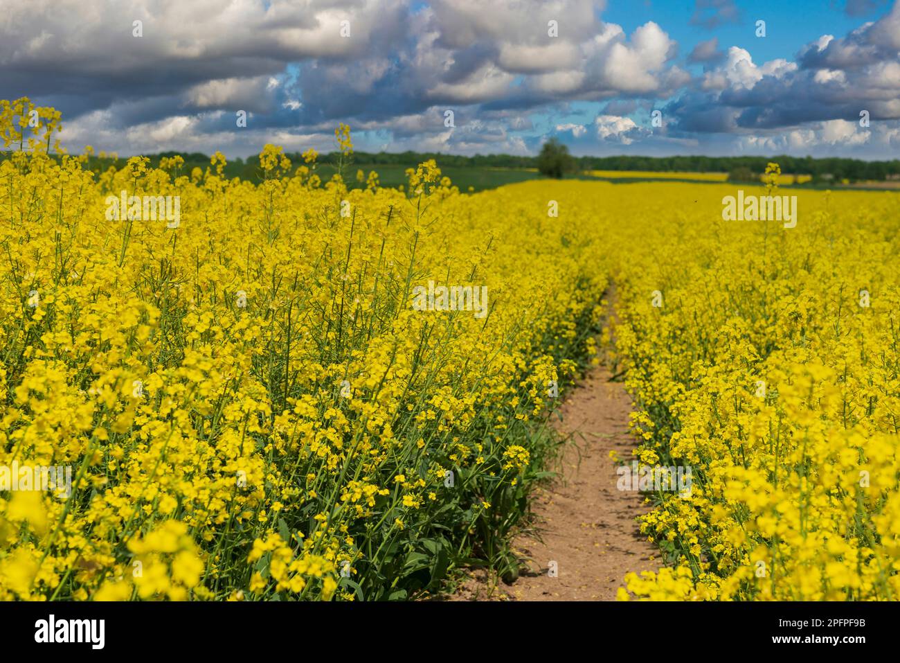 Bella strada nel campo di colza gialla. Paesaggio di campagna colorato con campo di canola fiorente, strada sterrata e cielo blu con le nuvole. Foto Stock