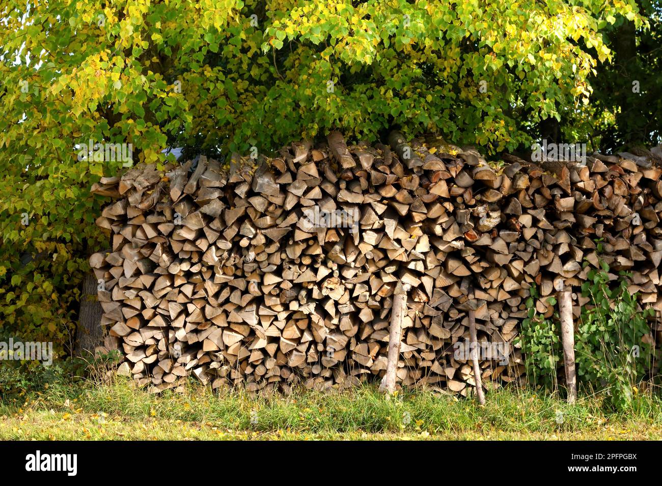 Palo di legno con legno appena scaglionato e tagliato sotto un albero Foto Stock
