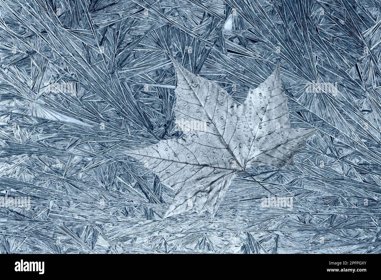 Cristalli di ghiaccio astratti in foglia d'argento con gelo e rugiada Foto Stock