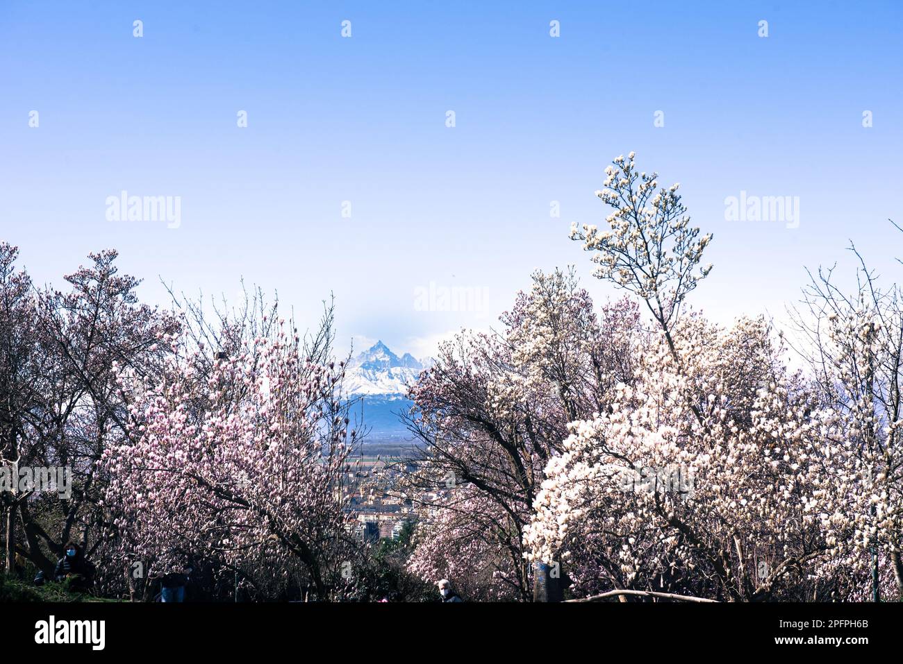 Italia, Piemonte, Monte Monviso visto dal Parco Europa a Torino. Monte Monviso tra i rami glicemici in fiore in primavera Foto Stock