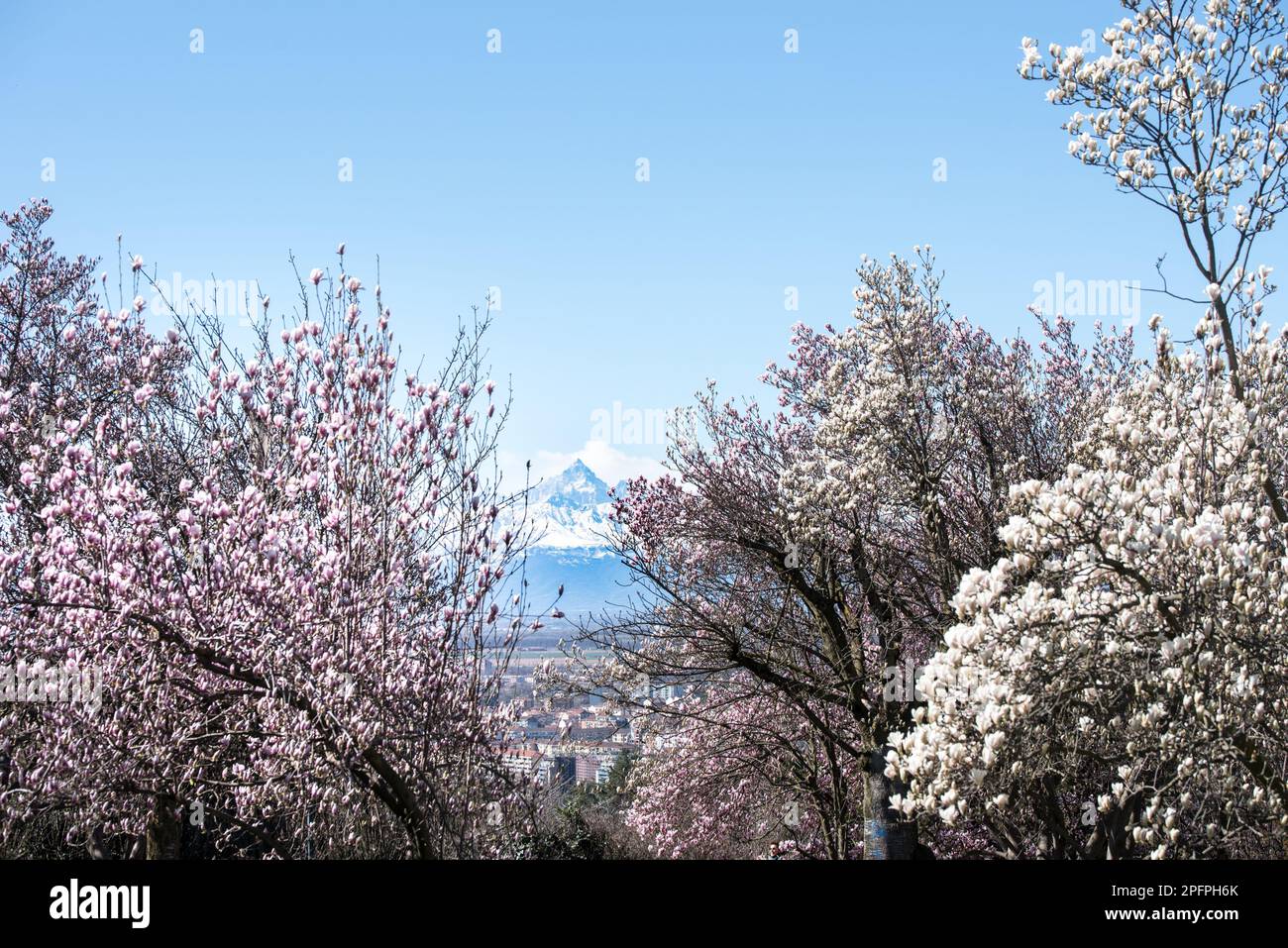 Italia, Piemonte, Monte Monviso visto dal Parco Europa a Torino. Monte Monviso tra i rami glicemici in fiore in primavera Foto Stock