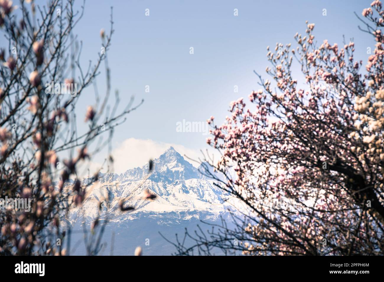 Italia, Piemonte, Monte Monviso visto dal Parco Europa a Torino. Monte Monviso tra i rami glicemici in fiore in primavera Foto Stock