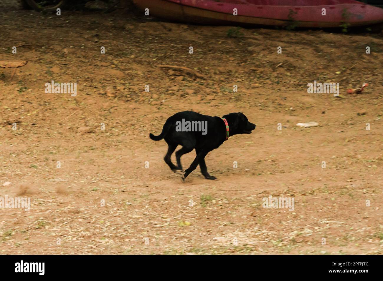 Il cane nero si stava allontanando dal pericolo ad alta velocità. Foto Stock