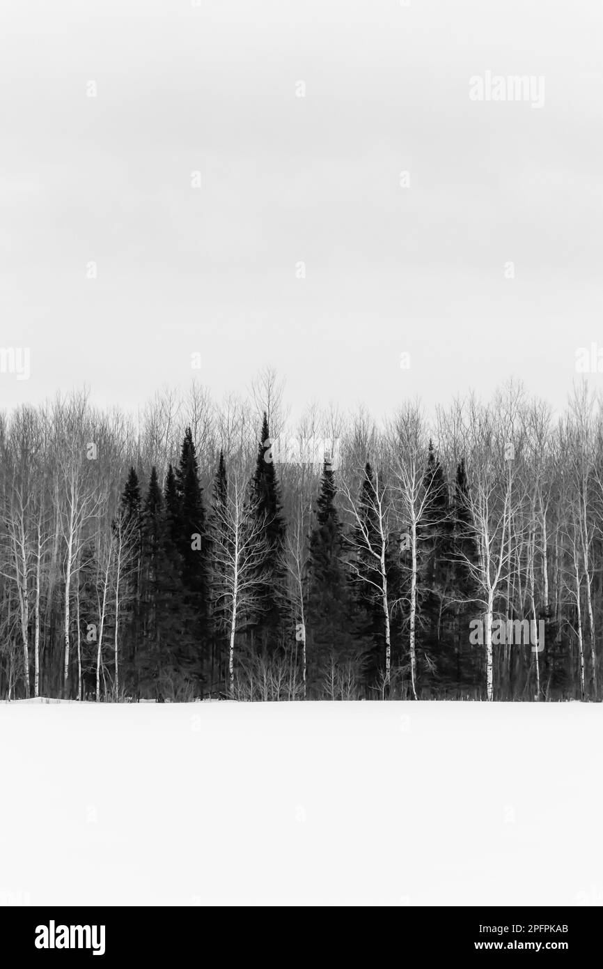 Foresta oltre un campo di fattoria coperto di neve a Sax-Zim Bog, Minnesota, USA Foto Stock