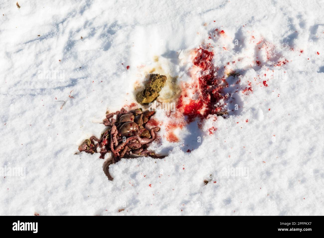 Kill site con mucchio di budello dove un Goshawk settentrionale, Accipiter Gentilis, ha catturato e ucciso una lepre delle racchette da neve nella Superior National Forest, Minnesota, USA Foto Stock