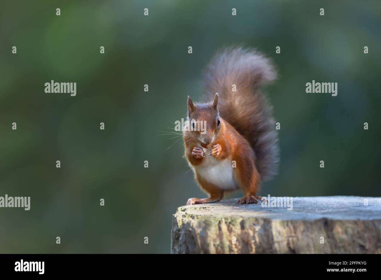 Primo piano di uno scoiattolo rosso (Sciurus vulgaris) che mangia una noce su un tronco d'albero, Regno Unito. Foto Stock