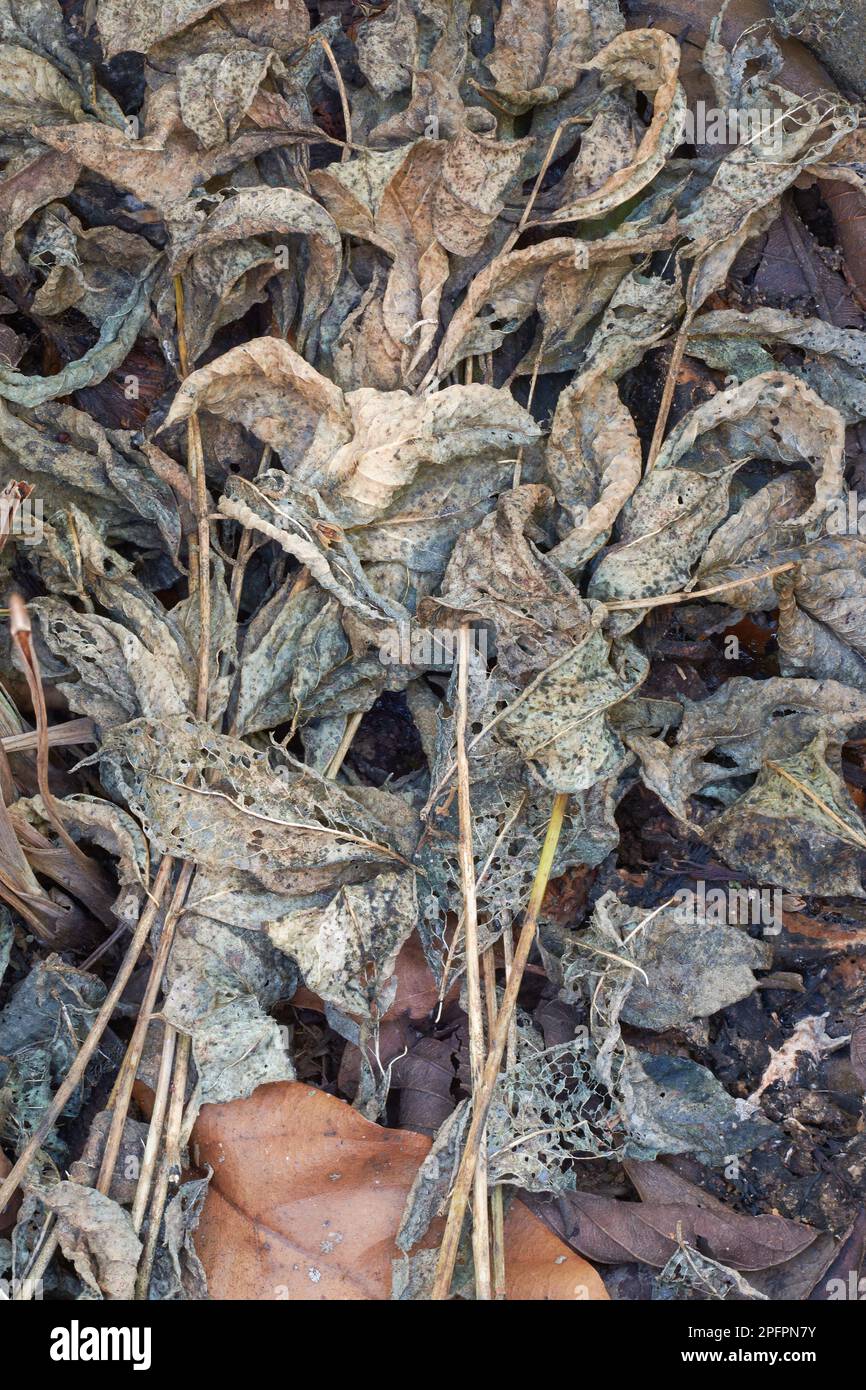 primo piano di foglie essiccate, processo di essiccazione di compostaggio o di produzione di fertilizzante organico, giardino biodegradabile riciclando materiale in terreno fertile, terra Foto Stock