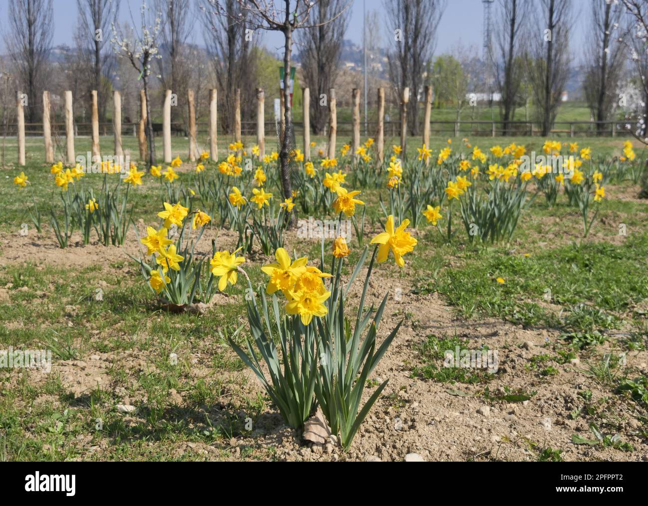 Inaugurazione del Bosco della memoria alla presenza del Ministro della Salute Orazio Schillaci, della Difesa Guido Crosetto del Welfare Lombardia Guido Bertolaso e del Sindaco di Bergamo Giorgio Gori Foto Stock