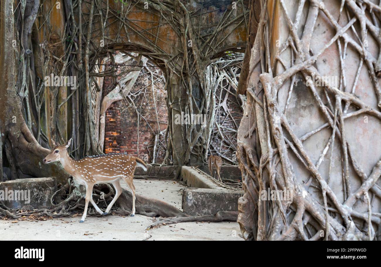 I cervi si girovagano tra le rovine di Ross Island nelle Andamane, dove i resti di un ex insediamento britannico sono stati rigenerati dalla natura. Foto Stock