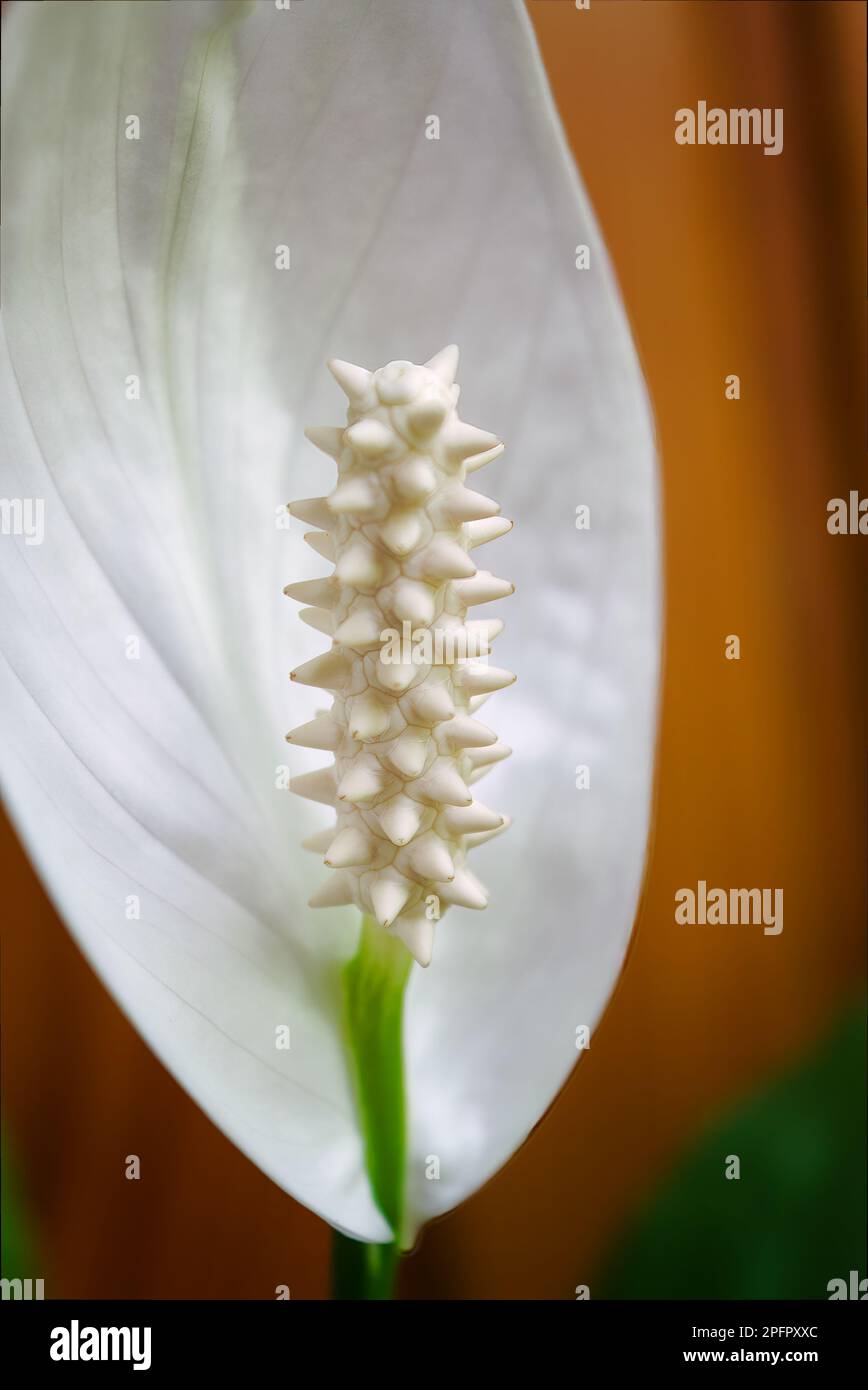 Primo piano petalo di fiore bianco sullo sfondo foglie verdi Spathiphyllum cochlearispathum, Spathiphyllum wallisii . Felicità femminile, giardino domestico, hobby Foto Stock