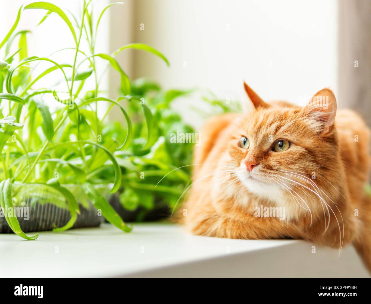 Carino zenzero gatto è seduto sul davanzale vicino a vasi di fiori con insalata di razzo, basilico e gatto erba. Un animale domestico soffice sta fissando curiosamente. Casa accogliente con pla Foto Stock