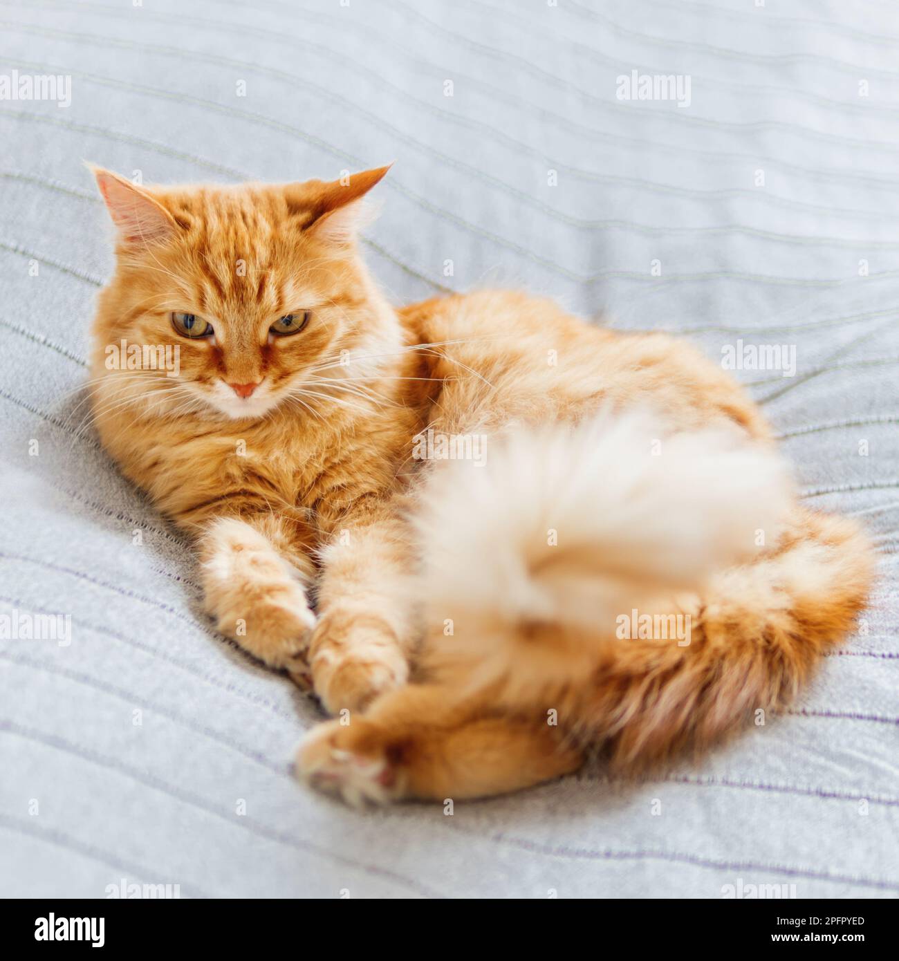 Carino zenzero gatto sdraiato sul letto. Un animale domestico soffice sta spianando. Accogliente sfondo casa. Foto Stock