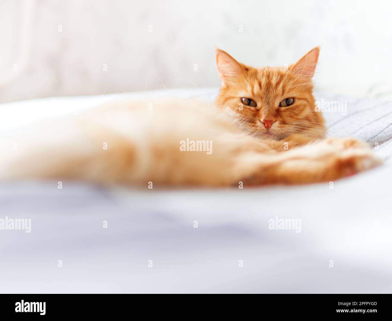 Carino zenzero gatto sdraiato sul letto. Un animale domestico soffice sta spianando. Accogliente sfondo casa. Foto Stock
