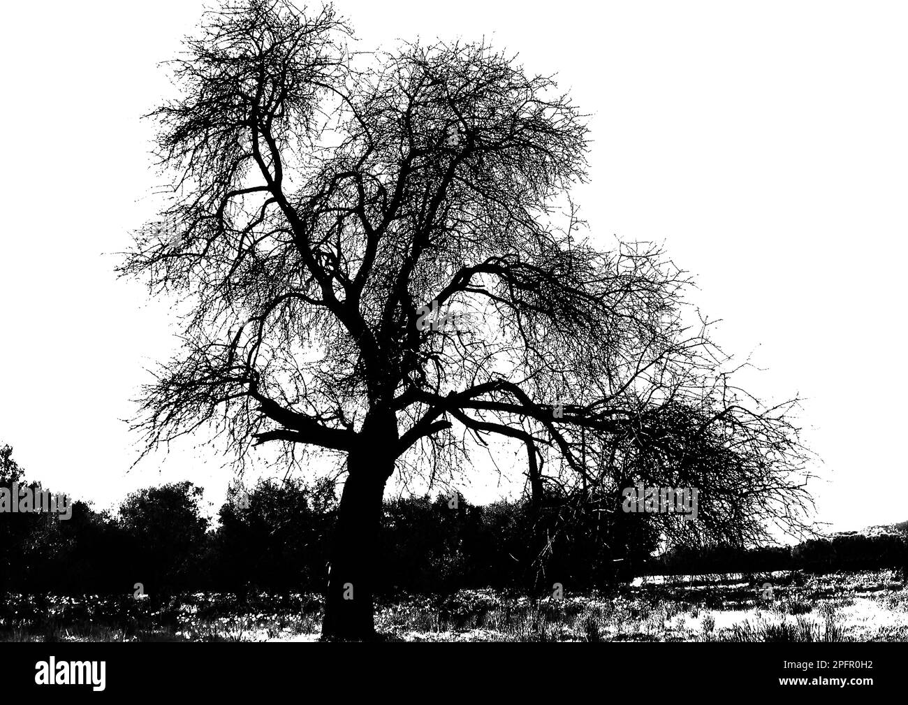 Silhouette di un albero in bianco e nero Foto Stock