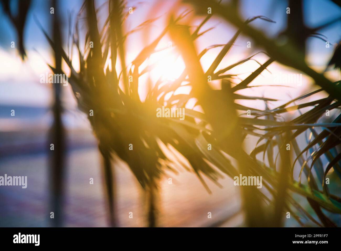 Palme d'inverno al tramonto, il fogliame ondeggiante nel vento Foto Stock