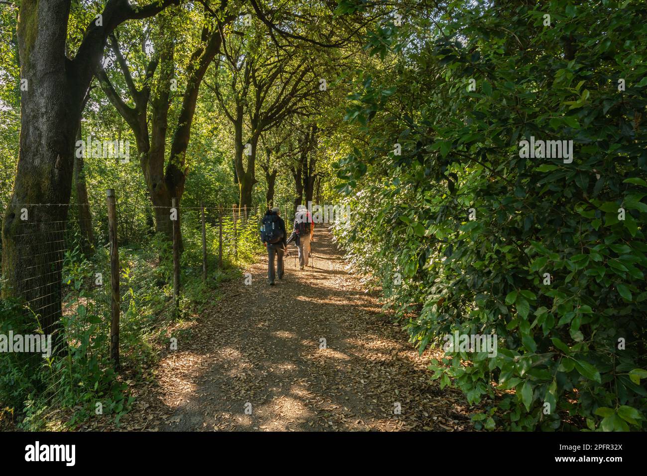 Pellegrini che camminano lungo il sentiero tra colline e verde a Cerbaie aree di Fucecchio alongo Via Francigena - provincia di Firenze, regione Toscana, italia Foto Stock