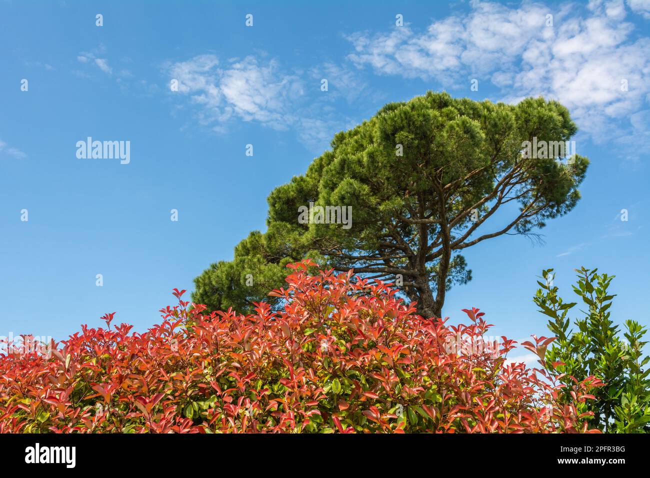 Vista della pianta della punta Rossa Photinia e dell'albero curvo del Pino Marittimo nella stagione primaverile - Toscana, Italia Foto Stock