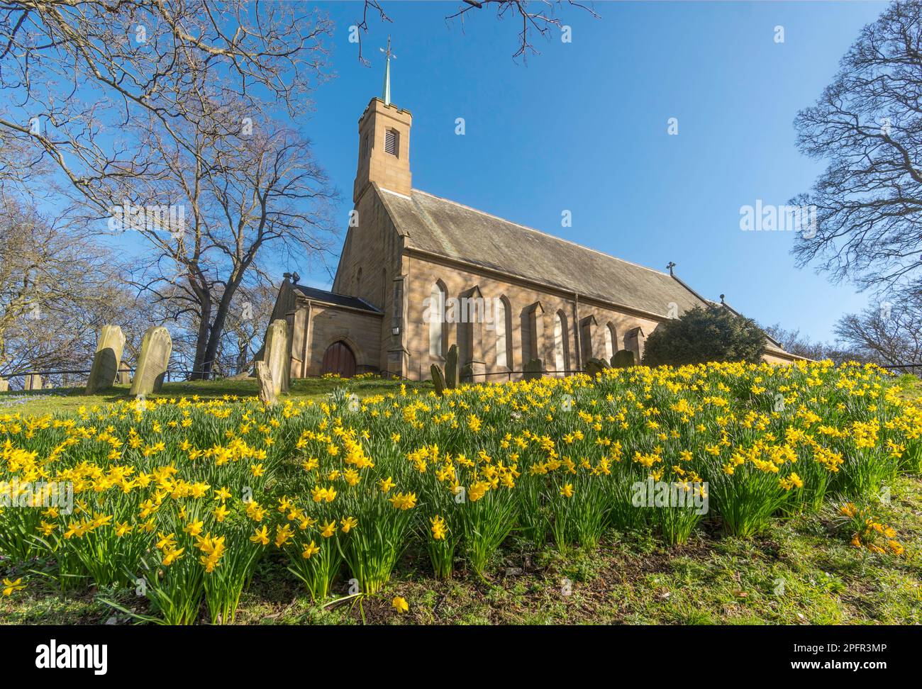 Narcisi e chiesa della Santissima Trinità, Washington Village, Tyne and Wear, Inghilterra, Regno Unito Foto Stock