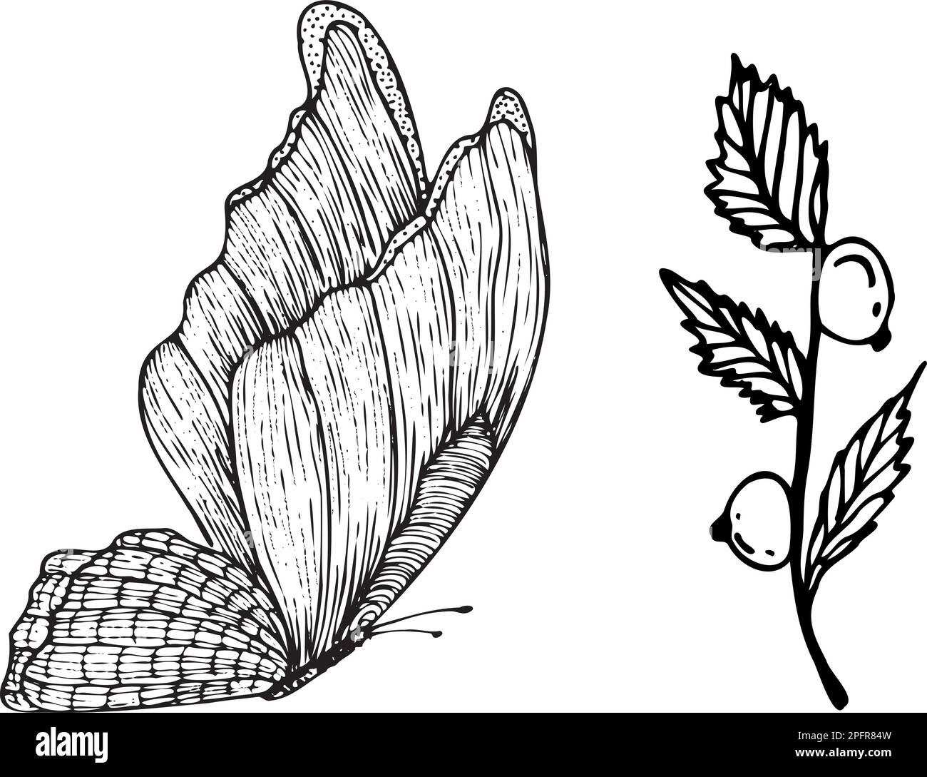Gli elementi vettoriali isolati si farfalla e si ramificano con bacche in stile schizzo. Elementi per loghi, design, stampa Illustrazione Vettoriale