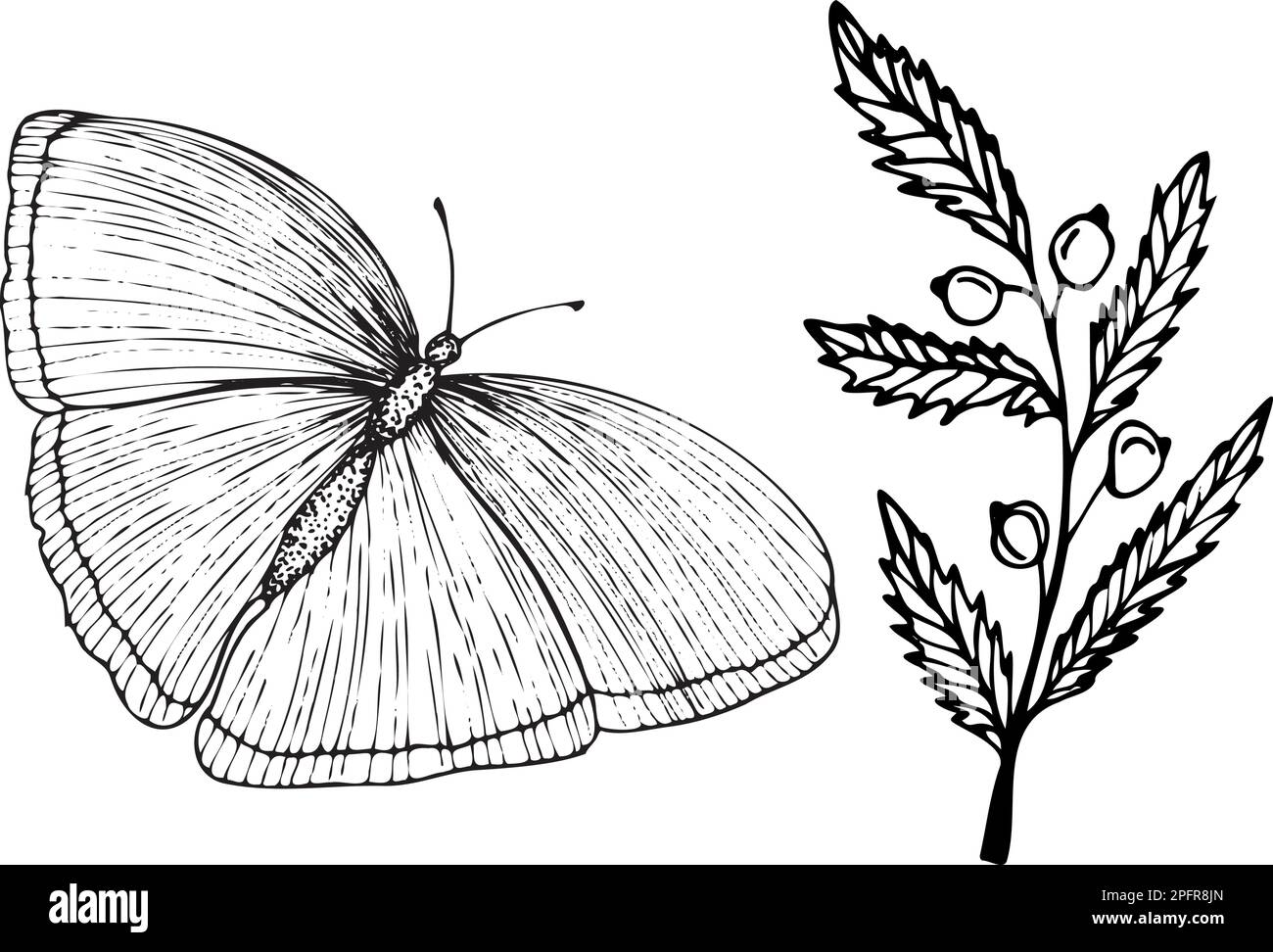 Gli elementi vettoriali isolati si farfalla e si ramificano con bacche in stile schizzo. Elementi per loghi, design, stampa Illustrazione Vettoriale